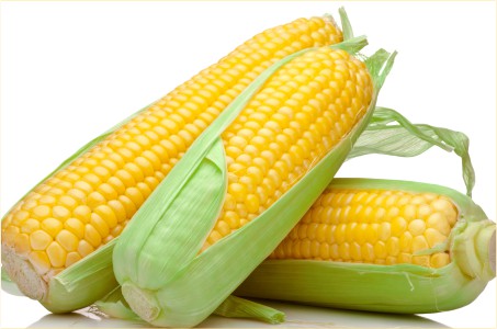 Maize