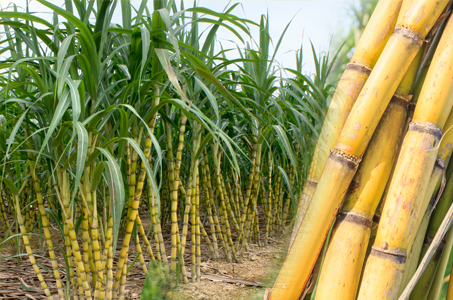 Sugarcane