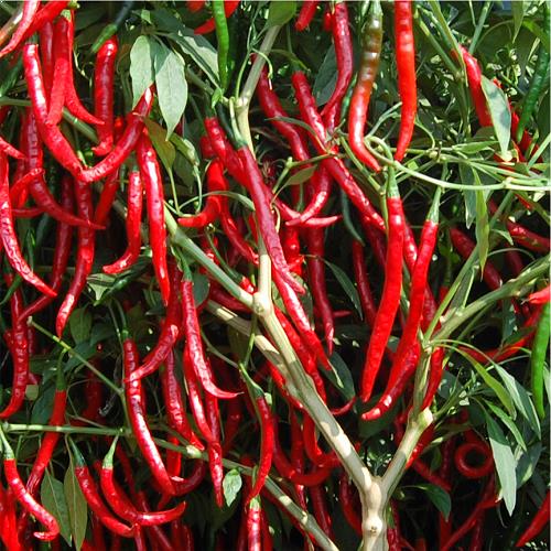 chilli